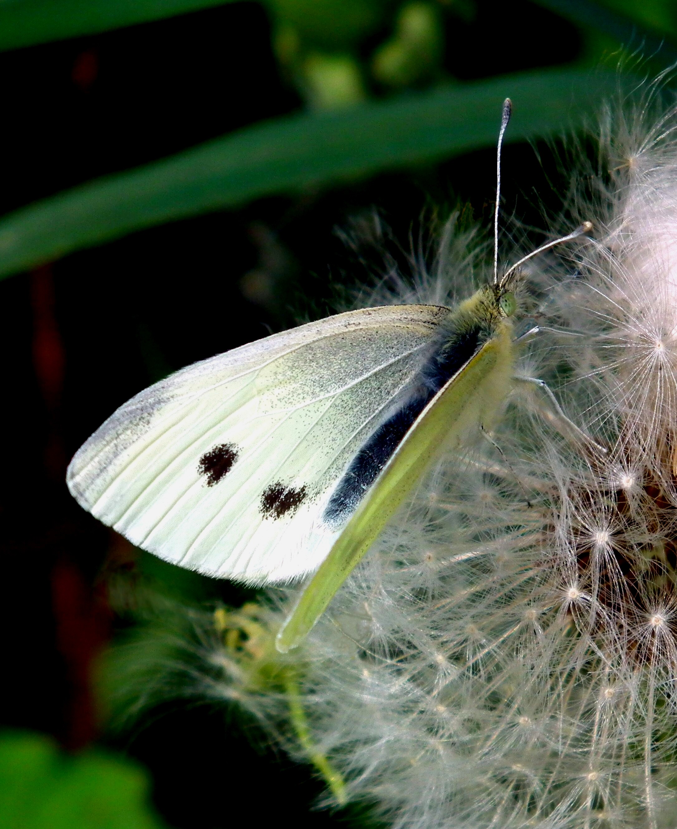 CABBAGE WHITE BUTTERFLY Bill Bagley Photography